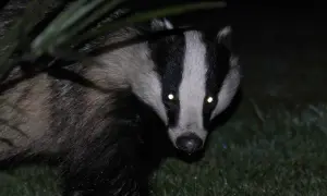 Zwierzęta nocy: fascynujące cechy i sekrety nocnych gatunków