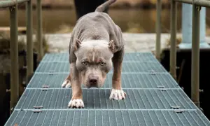 Pitbulle a kobiety: Jak uniknąć niebezpieczeństwa? Porady i fakty