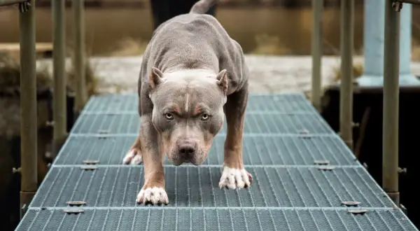 Pitbulle a kobiety: Jak uniknąć niebezpieczeństwa? Porady i fakty
